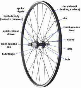 Wheel anatomy