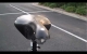 Embedded thumbnail for Brooks B17 Leather Bike Saddle Review